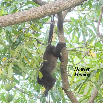 Howler Monkey